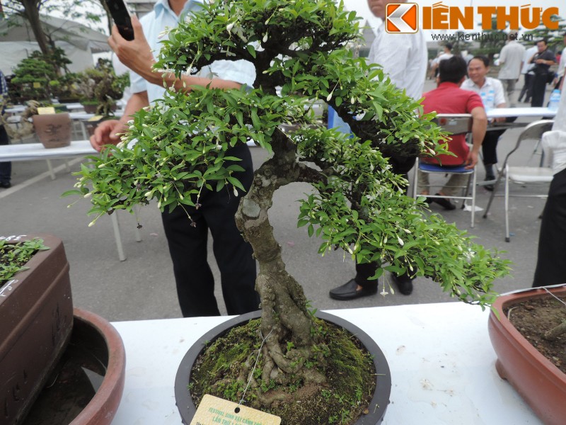 Da mat voi loat bonsai mini sieu dep o Ha Noi-Hinh-2